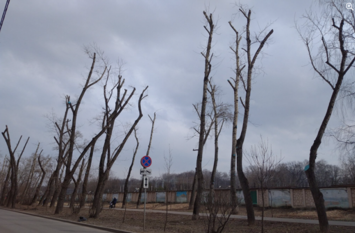 Жители Алексеевского сравнили кронирование деревьев с последствиями падения метеорита